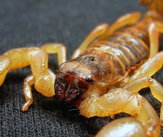 Como prevenir acidentes com escorpiões?