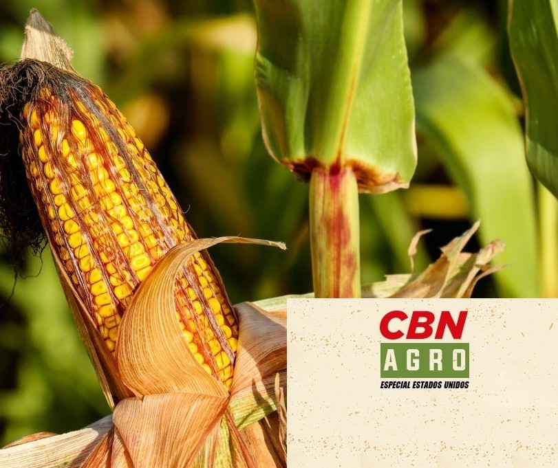 Produtor de milho tem rendimento de até 15 ton/hectare e está no top 20 dos EUA