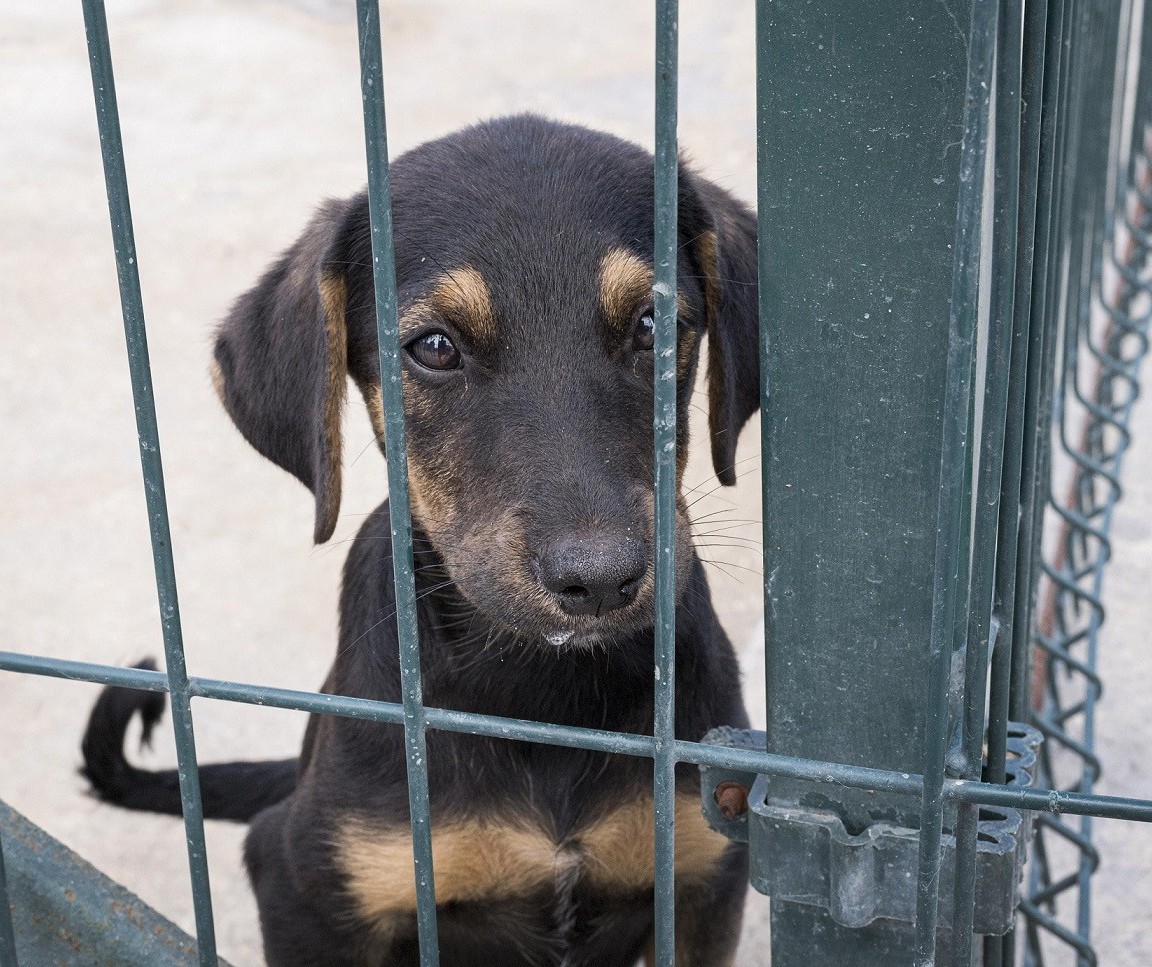Será publicada este mês regulamentação de lei que proíbe animais acorrentados