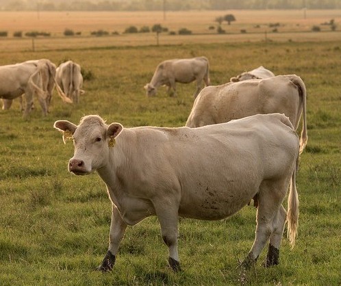 Vaca gorda custa R$ 165 a arroba em Maringá