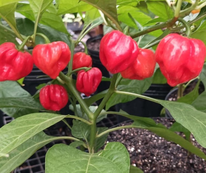 Conheça a pimenta mais ardida do mundo cultivada em Maringá e que entrou para o Guinness Book