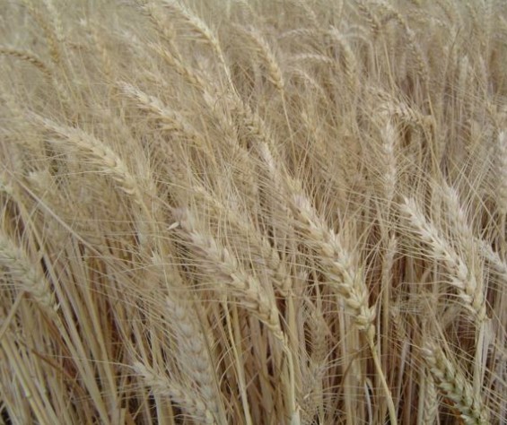 Trigo custa R$ 48 a saca em várias praças do Paraná