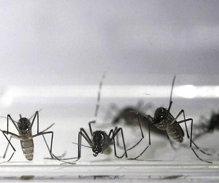 Maringá está com 233 casos positivos de dengue