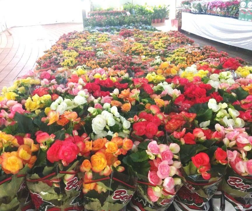 2ª Maringá Flores e Jardins começa nesse sábado (02)
