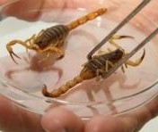 Número de escorpiões recolhidos já supera total de casos de 2017