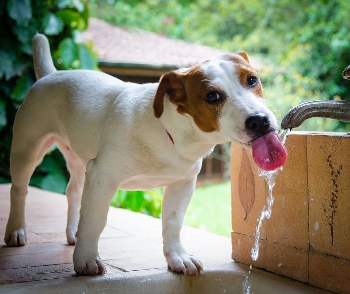 Cuidados especiais com seu pet em dias quentes 