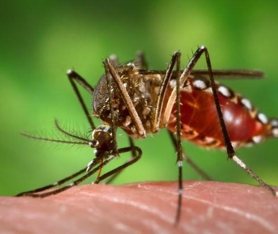 Todas as dez cidades que entraram em epidemia de dengue são da região noroeste