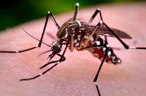 Maringá está com 10 confirmações de dengue