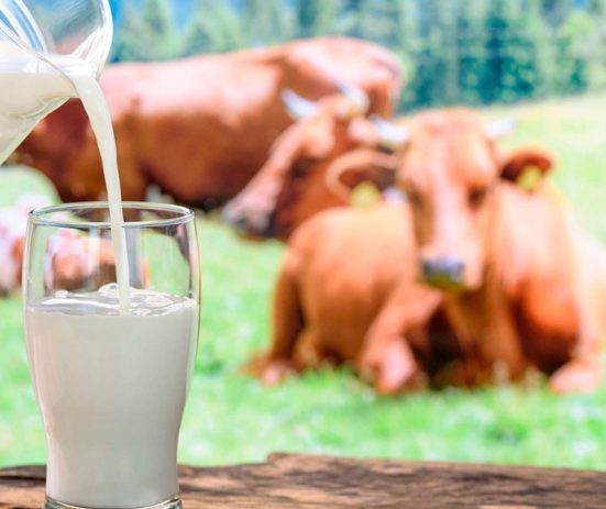Em torneio, vaca bate recorde mundial ao produzir 335 Kg de leite em três dias 