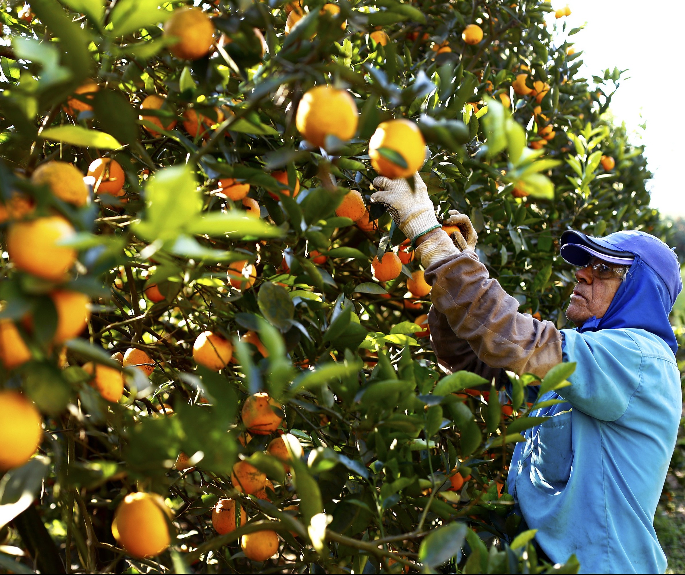 Paraná tem alto índice de produtividade nas culturas de aveia, centeio e laranja