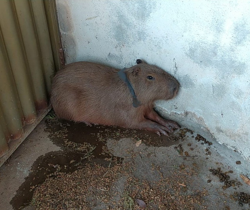 Corpo de Bombeiros resgata capivara com pedaço de lata preso ao pescoço, em Maringá