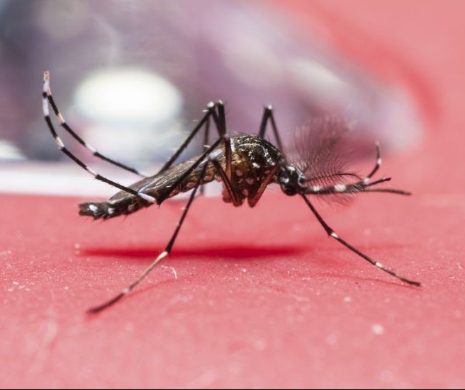 Saúde confirma 2º caso de chikungunya em Maringá