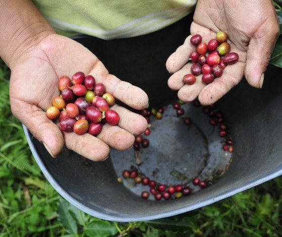 Frio rigoroso pode prejudicar lavouras de café