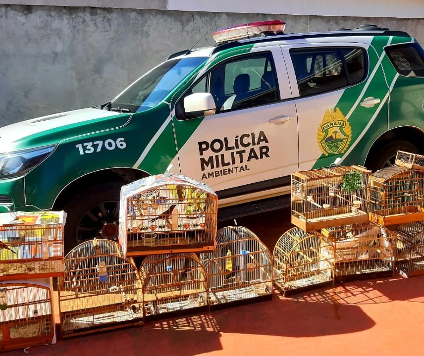 Polícia Ambiental apreende 114 aves nativas que estavam irregularmente em cativeiro