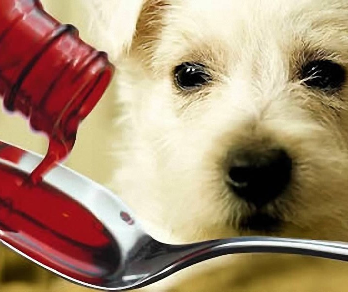 Perigos ao medicar os pets sem prescrição veterinária