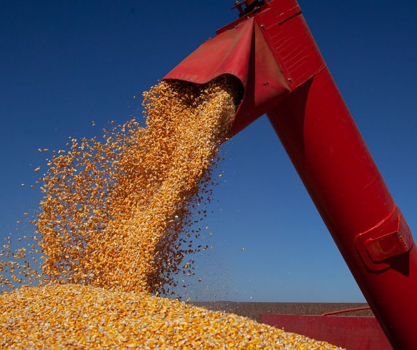 Safra de verão de milho deve atingir 22,5 mi de toneladas