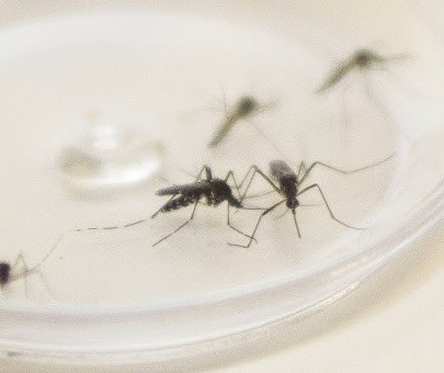 Maringá tem 6.396 casos de dengue confirmados