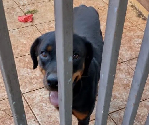 Cadela rottweiler é resgatada de casa abandonada em Maringá