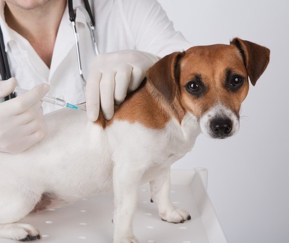 Como prevenir e tratar casos de intoxicação nos pets