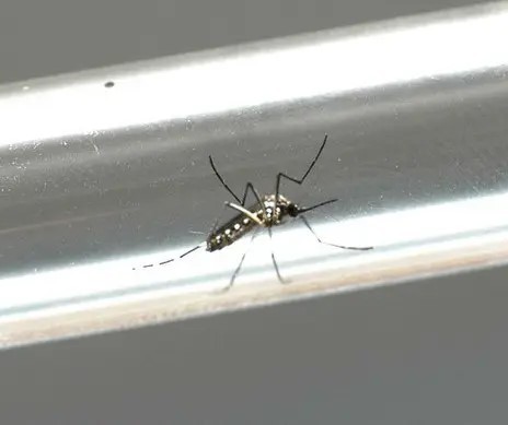 Maringá registra mais uma morte por dengue e 385 novos casos
