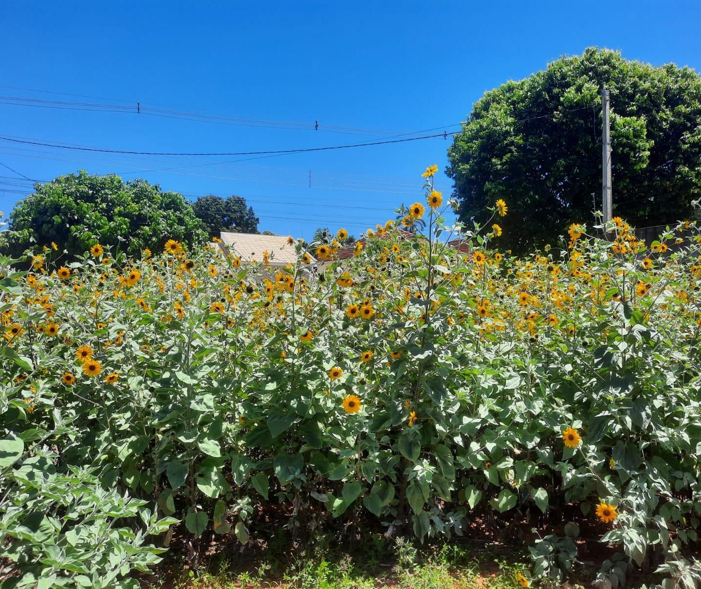Professor planta girassol em terreno baldio e local vira atração