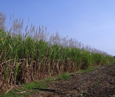 Safra de cana-de-açúcar atinge 85% no Paraná