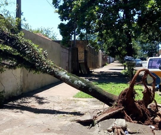 Projeto estabelece prazo para pagamento de indenização por queda de árvore