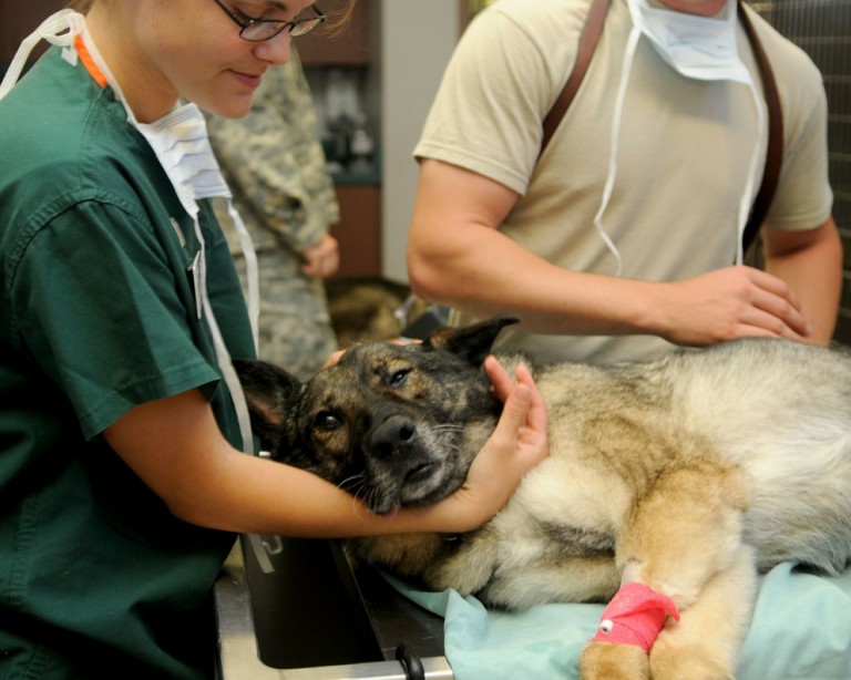 No Dia Mundial da Saúde Bucal veterinários alertam: os dentes dos pets também precisam de cuidados