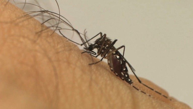 Maringá chega a dez mortes em razão da dengue