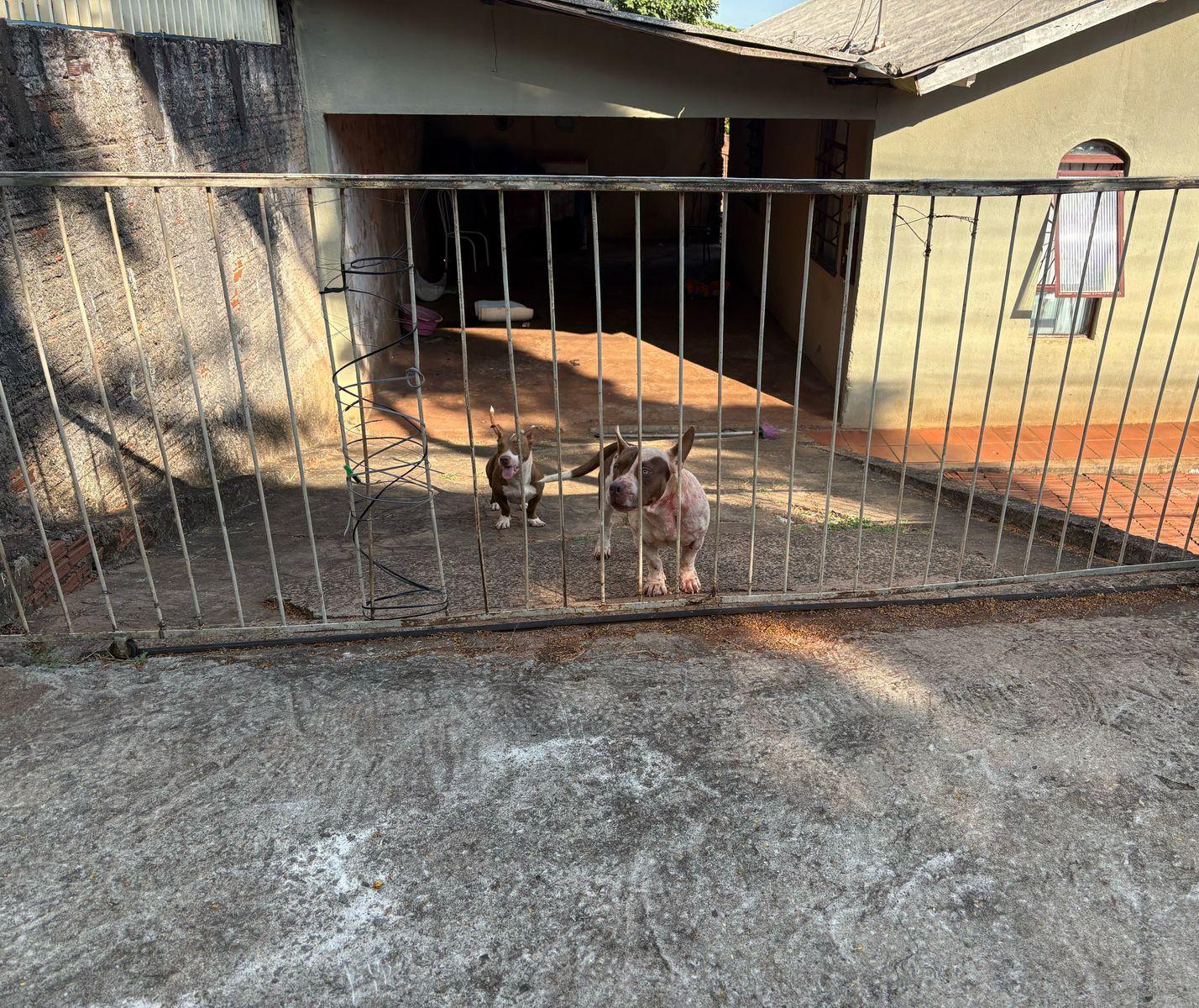 Idosa fica gravemente ferida após ataque de cães