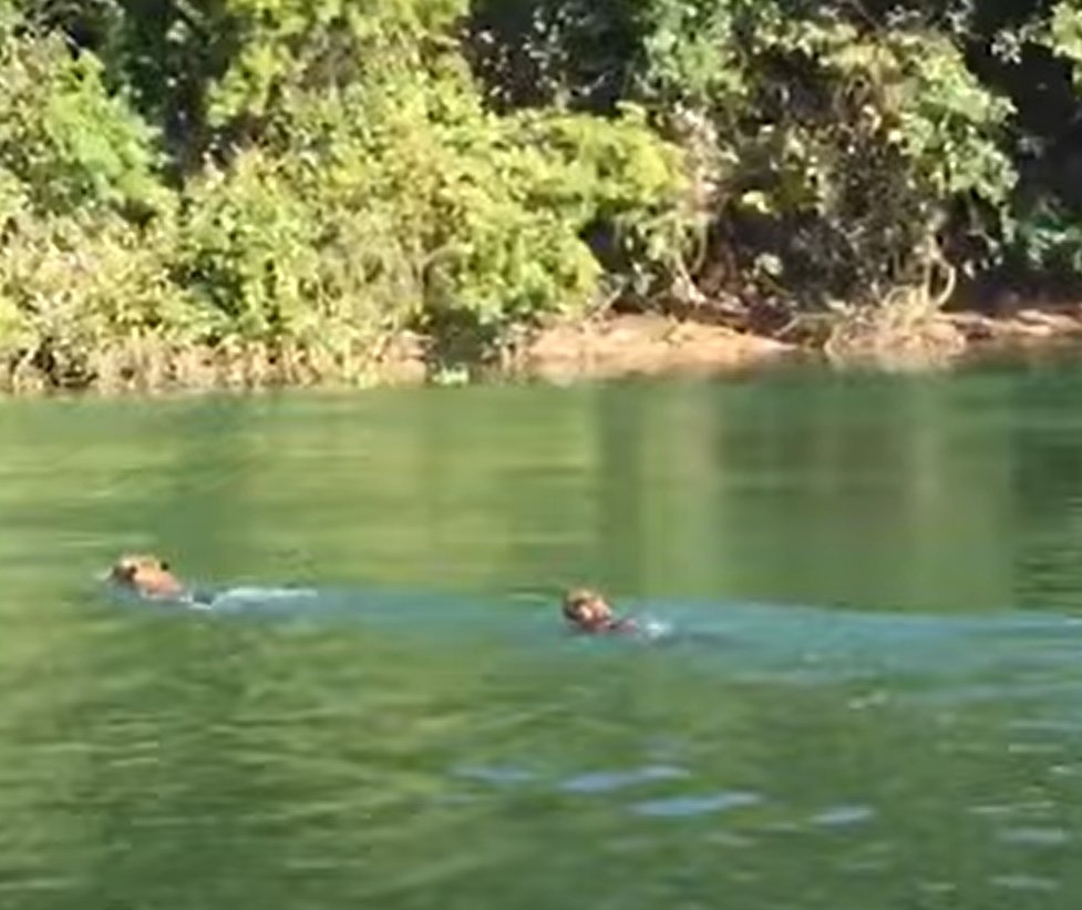 Pescadores flagram três onças-pintadas nadando no Rio Paraná, em Porto Rico; vídeo