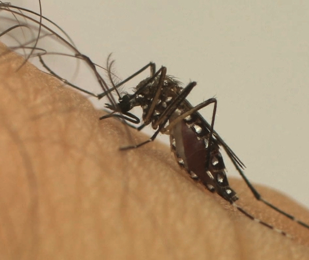 Três moradores no noroeste do Paraná morrem por dengue, aponta Sesa