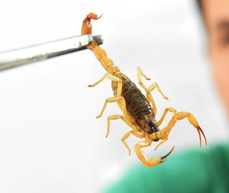 Ouvidoria registra 1.079 reclamações de escorpiões em casas  