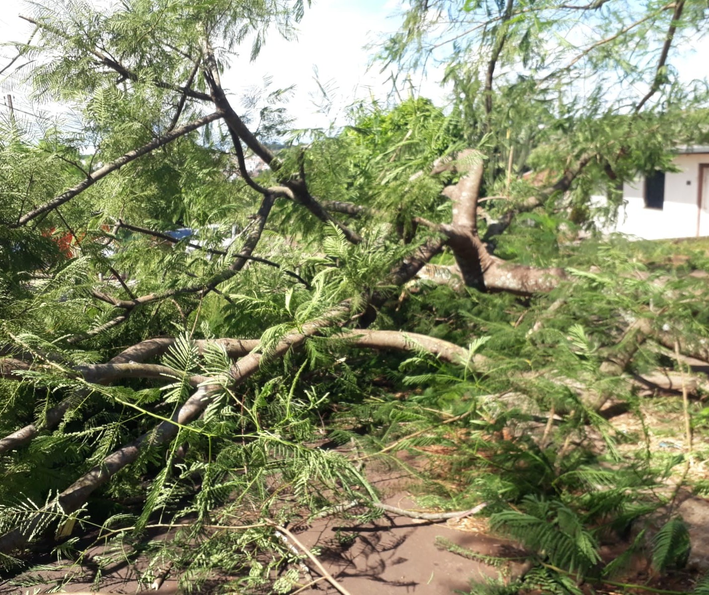 Temporal causa estragos em Cascavel; ventos chegaram a 88,2 Km/h