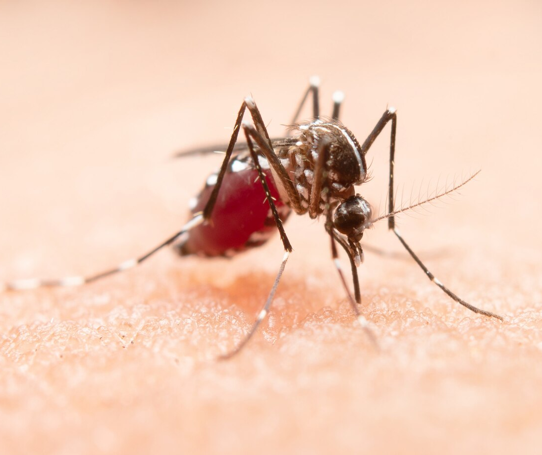 15ª Regional investiga morte de bebê com suspeita de dengue