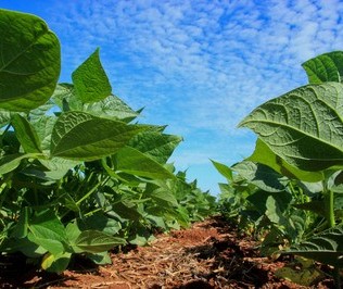 Plantação da soja avança no Paraná