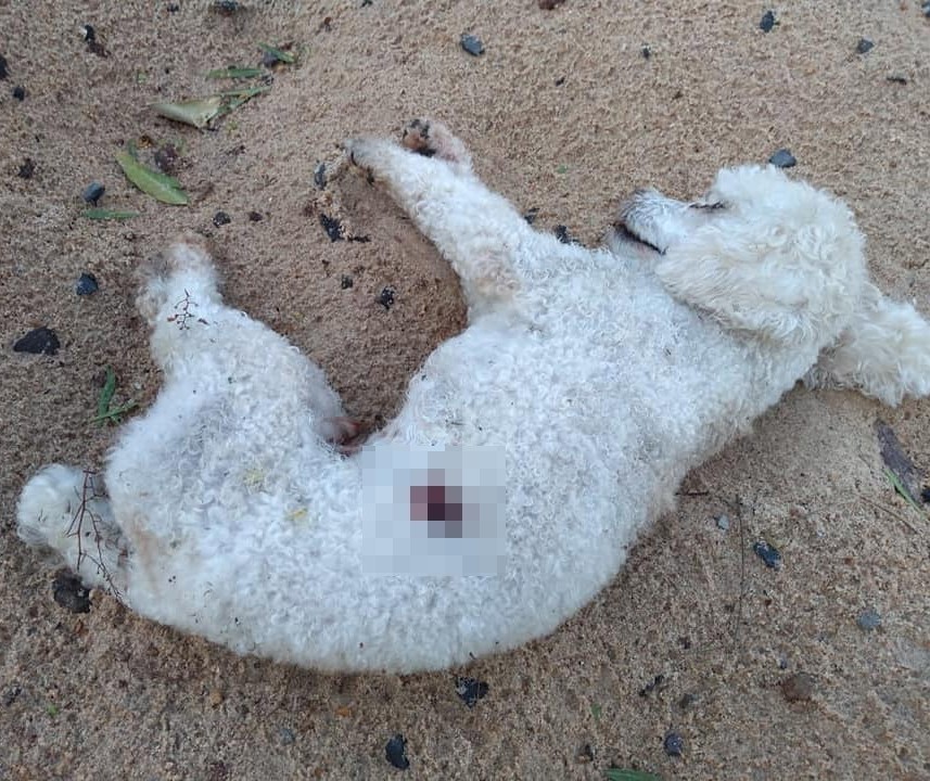 Autópsia confirma que cão encontrado morto foi alvo de tiro