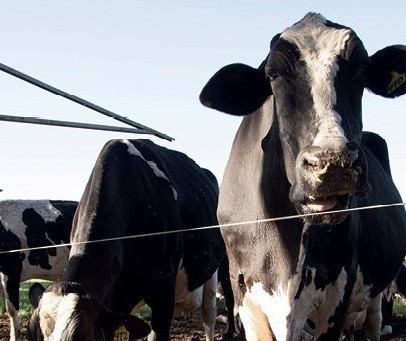 Vaca gorda custa R$ 185 a arroba em Umuarama