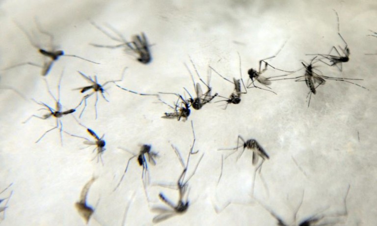 Maringá não registrou casos positivos de dengue na última semana