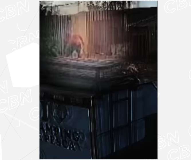 Imagens mostram homem atirando filhote na rua; ele irá responder por maus-tratos