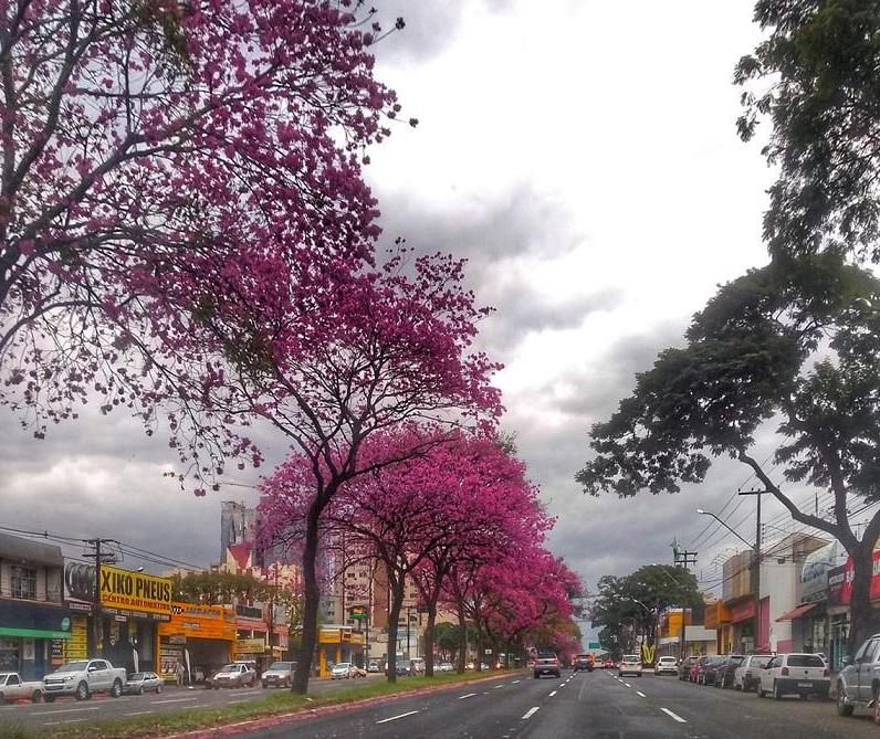 Avenida Colombo será municipalizada