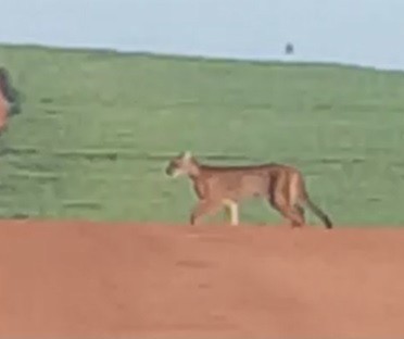 Onças são vistas em canavial de Maringá