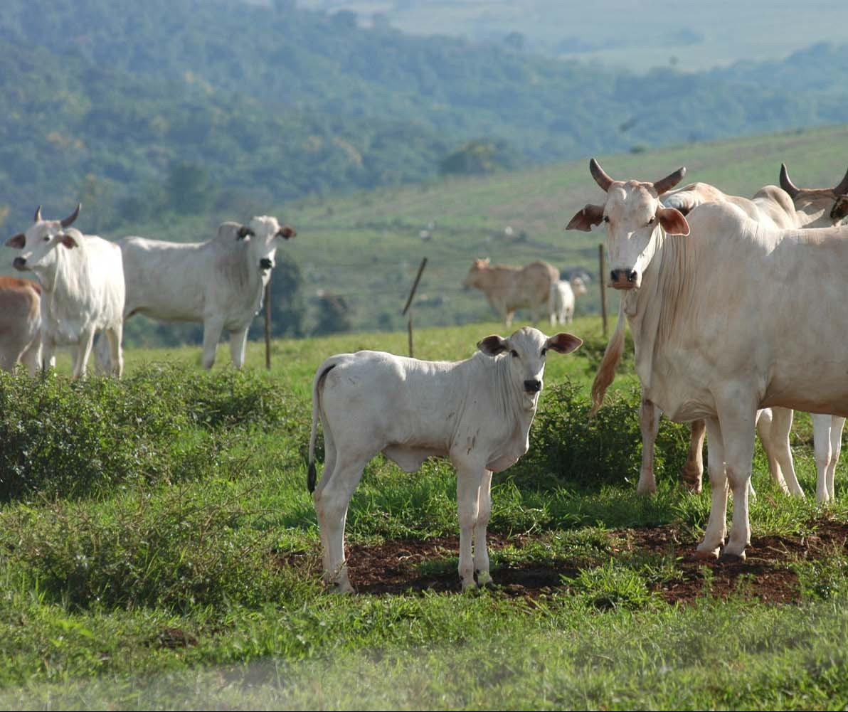 Preço de bezerros desmamados aumenta 4%