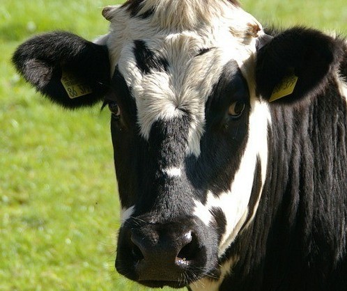 Vaca gorda custa R$ 170 a arroba em Londrina