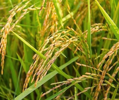 Comercialização do arroz segue lenta