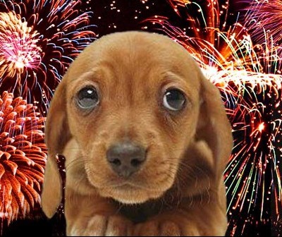 Por que os cães têm tanto medo de fogos de artifício? 
