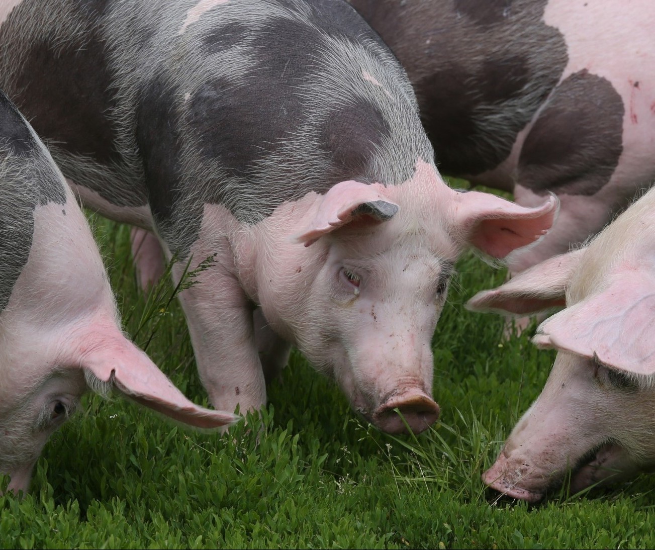 Suíno custa R$ 7,30 o quilo em Apucarana