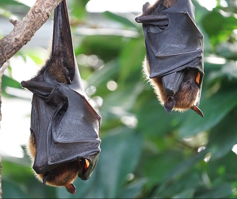 Laudo confirma vírus em morcego encontrado no cemitério municipal