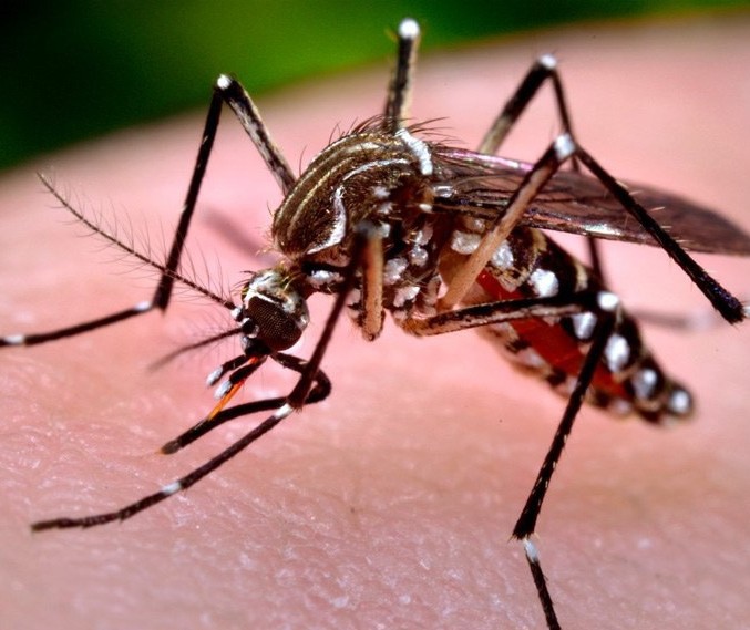 Secretaria de Saúde confirma 1ª morte por dengue este ano em Maringá