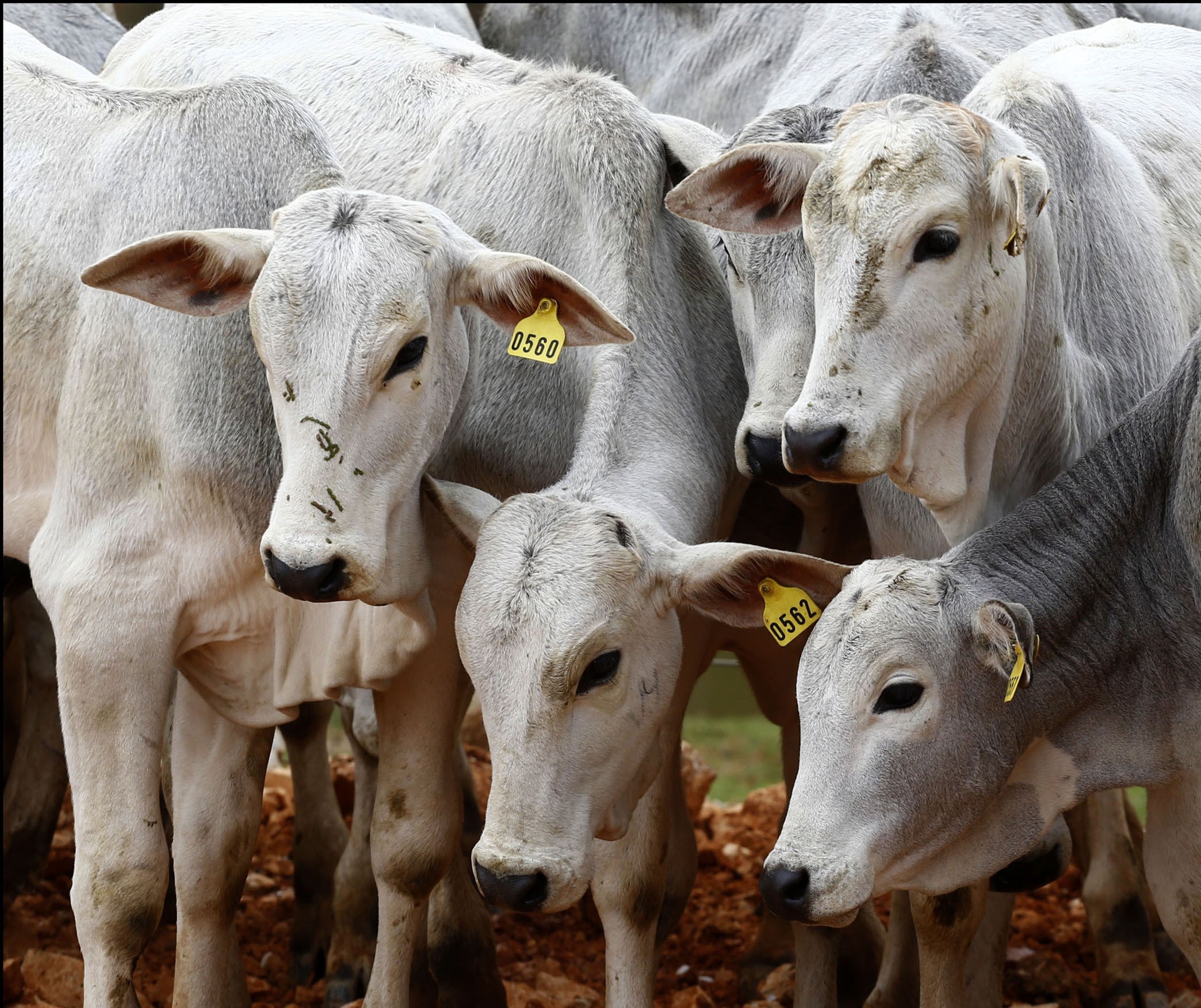 IAP regulamenta empreendimentos rurais na bovinocultura